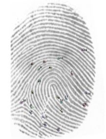 AFIS-4-22-Minutiae-Database-Smytec